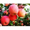 煙臺(tái)市地區(qū)哪里有賣廠家直銷煙臺(tái)蘋果